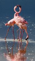 A Flamingo Conversation - Digital Photography - By Jl Woody Wooden, Wildlife Photography Artist