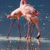 A Flamingo Conversation - Digital Photography - By Jl Woody Wooden, Wildlife Photography Artist