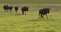A Line Of Wildebeasts - Digital Photography - By Jl Woody Wooden, Wildlife Photography Artist