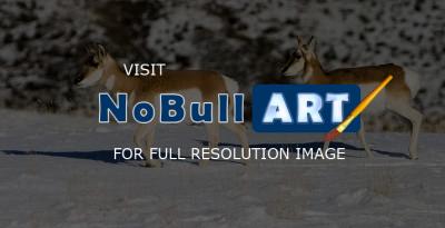 Wildlife - Antelope In The Snow - Digital