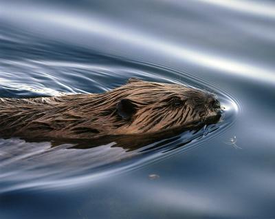 Wildlife - Beaver - Digital