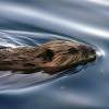 Beaver - Digital Photography - By Jl Woody Wooden, Wildlife Photography Artist