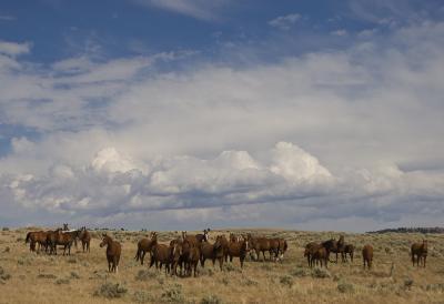 Horses - Big Horn Brood Mares - Digital