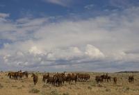 Big Horn Brood Mares - Digital Photography - By Jl Woody Wooden, Horses Photography Artist