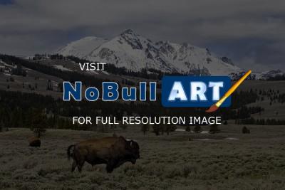 Wildlife - Bison In The Valley - Digital