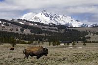 Bison In The Valley - Digital Photography - By Jl Woody Wooden, Wildlife Photography Artist