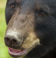 Black Bear - Digital Photography - By Jl Woody Wooden, Wildlife Photography Artist