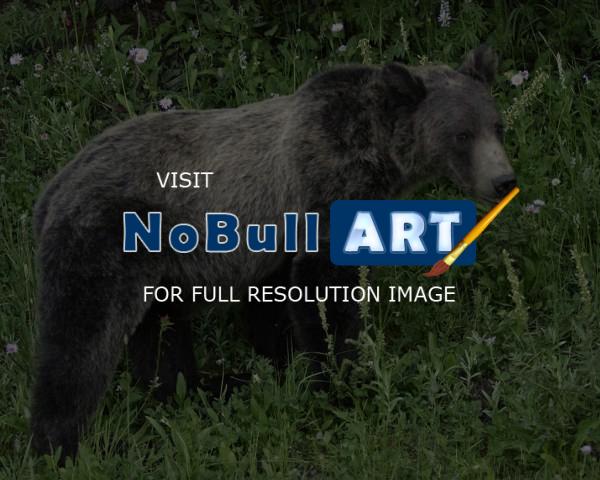 Wildlife - Black Grizzly Bear - Digital