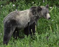 Wildlife - Black Grizzly Bear - Digital