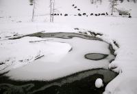 Buffalo In The Snow - Digital Photography - By Jl Woody Wooden, Wildlife Photography Artist