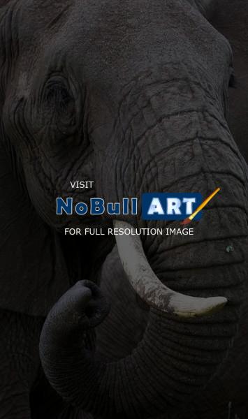 Wildlife - Bull Elephant - Digital