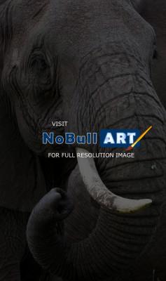 Wildlife - Bull Elephant - Digital