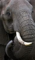Bull Elephant - Digital Photography - By Jl Woody Wooden, Wildlife Photography Artist