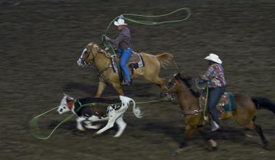 Horses - Calf Roping Team - Digital