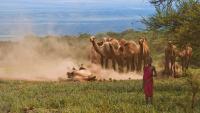 Camel Dirt Bath - Digital Photography - By Jl Woody Wooden, People Photography Artist