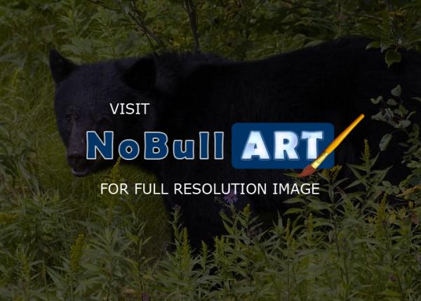 Wildlife - Canadian Black Bear - Digital