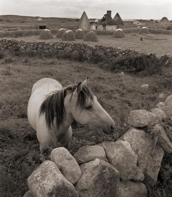 Horses - Connemura Horse - Digital