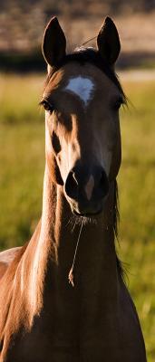 Horses - Country Boy - Digital