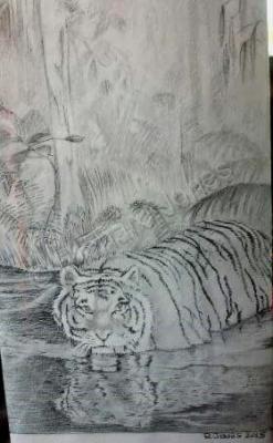 Not For Sale - Jungle Swamp Tiger - Pencil