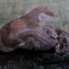 Stoat Out To Lunch - Watercolour Paintings - By Garry Fowler, Hand Painted Painting Artist