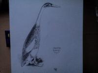 Wildlife - Indian Runner Duck - Pencil