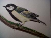 Wildlife - Great Tit - Watercolour