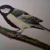 Great Tit - Watercolour Paintings - By Garry Fowler, Hand Painted Painting Artist