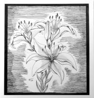 Florals  Foliage - Bw Lilies - Pen And Ink
