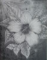 Grays Hibiscus - Pencils Drawings - By Stephen Fontana, Representational Drawing Artist