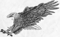 Misc Sketches - Eagle - Pen And Ink