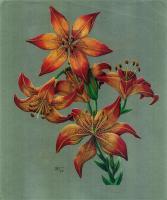 Standout Lilies - Colored Pencils And Markers Drawings - By Stephen Fontana, Representational Drawing Artist