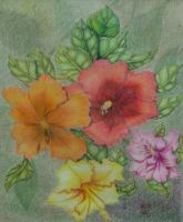 Florals  Foliage - Springmixbiscus - Color Pencils
