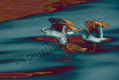 Digital Compositions - A Gulls Cry - Photographic Composition