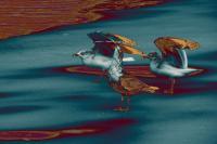 A Gulls Cry - Photographic Composition Digital - By Pamela Phelps, Surrealistic Digital Artist