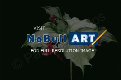 Digital Paintings - Night Passion - Digital Painting
