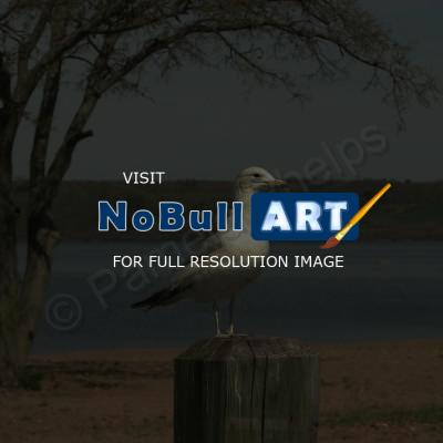 Bird Photography - Seagull On The Hudson 100 - Photography