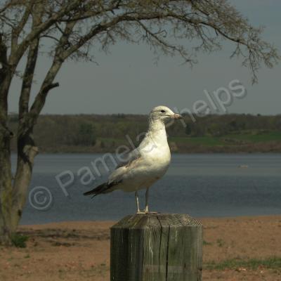 Bird Photography - Seagull On The Hudson 100 - Photography