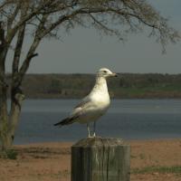 Bird Photography - Seagull On The Hudson 100 - Photography