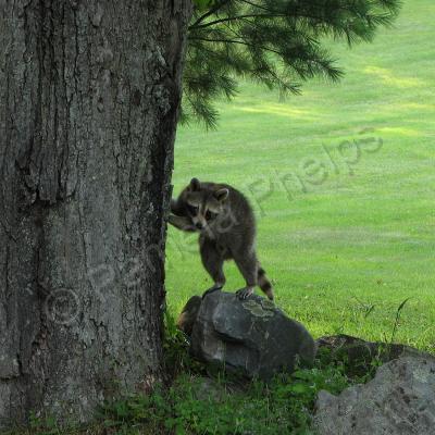 Wildlife Photography - Juvenile Raccoon 001 - Photography