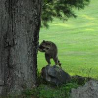 Juvenile Raccoon 001 - Photography Photography - By Pamela Phelps, Color Photography Photography Artist