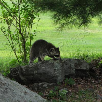 Wildlife Photography - Juvenile Raccoon 003 - Photography