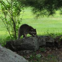 Wildlife Photography - Juvenile Raccoon 003 - Photography
