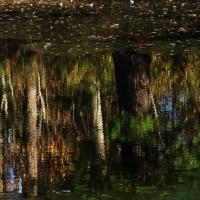 Autumn Reflection - Photography Photography - By Pamela Phelps, Digital Photography Photography Artist
