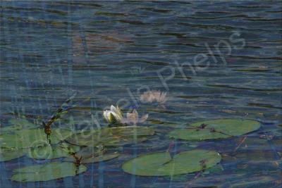 Digital Compositions - Courtship On The Pond - Photographic Composition