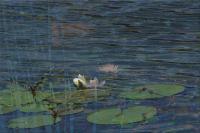 Digital Compositions - Courtship On The Pond - Photographic Composition