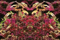 Awaiting The Rains - Photographic Composition Digital - By Pamela Phelps, Surrealistic Nature Digital Artist
