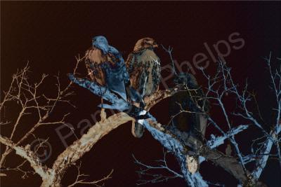 Digital Compositions - Midnight Guardians - Photographic Composition