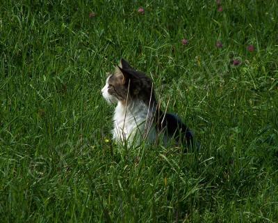 Domestic Animals - Thoughts Of The Future - Photography