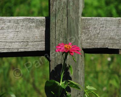 Floral Photography - Just One - Photography