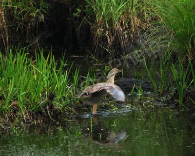 Bird Photography - Juvenile American Bittern - Photography